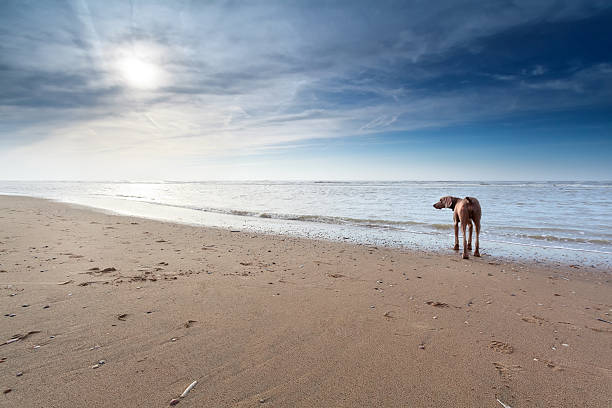 dog on sand beach in sunshine, North Holland, Netherlands