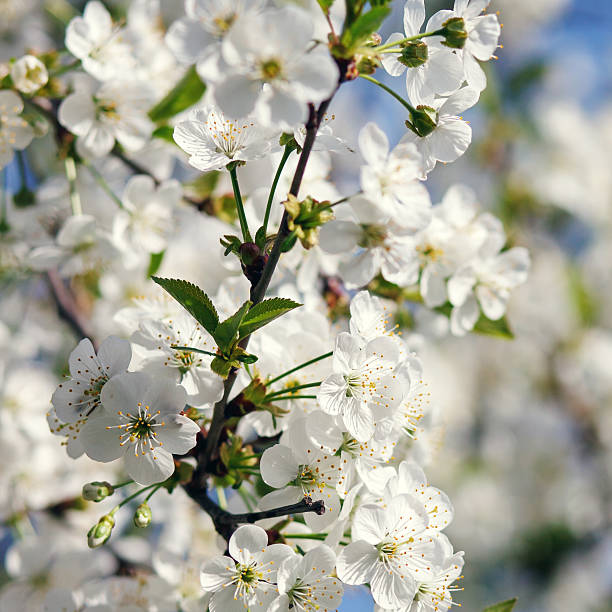 istock white flowers blooming on branch 509738538