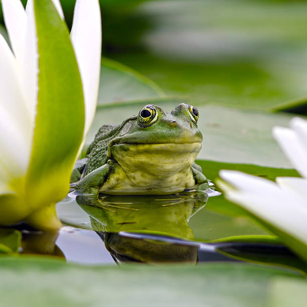 pântano rã entre branco liliáceas - frog water lily pond sunlight imagens e fotografias de stock