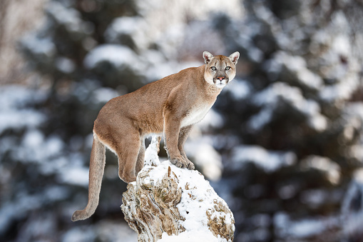 Retrato de un Puma, montaña León, Puma, Panther photo