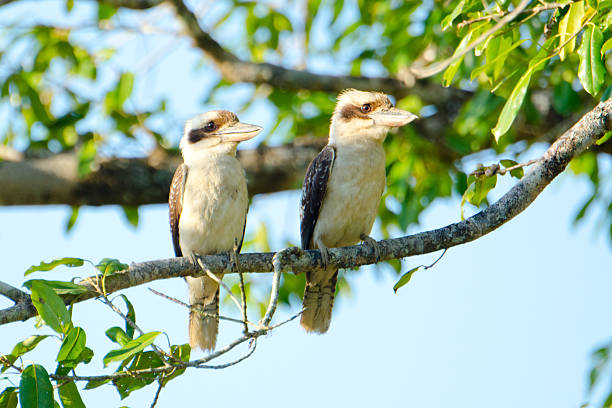 A Pair of Laughing Kookaburra sitting on a branch, evening sun. Queensland, Australia/