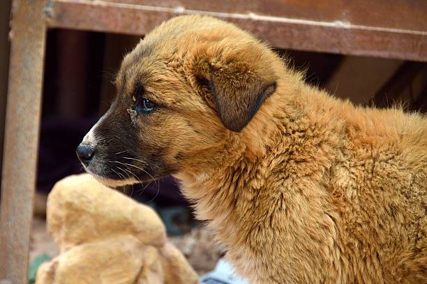 istock Sad dog, Petra 509739618