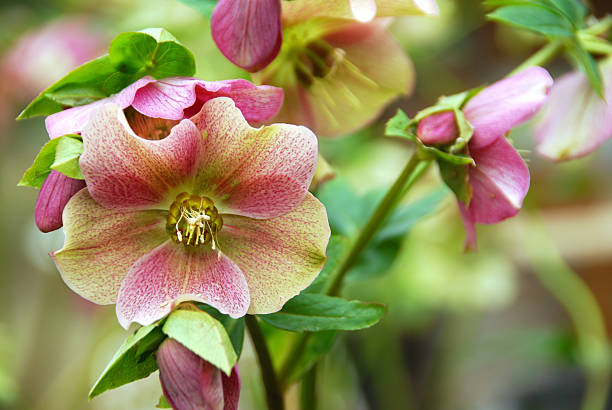 Hellebore Orientalis in full bloom. Hellebore Orientalis in full bloom. hellebore stock pictures, royalty-free photos & images