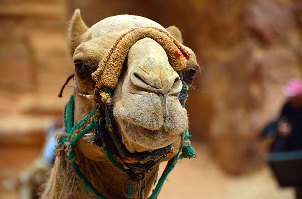 Camels from Petra, Jordan
