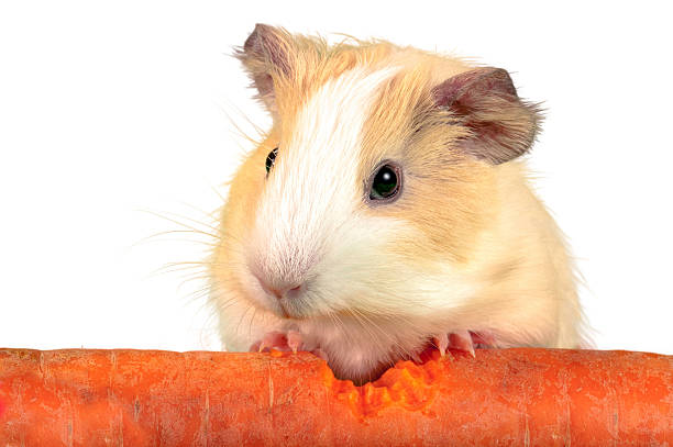 istock Guinea pig holding huge carrot 509740536
