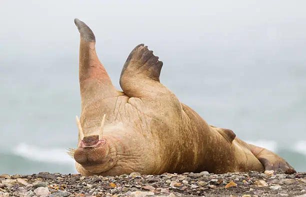 Walrus hauled out on beach  