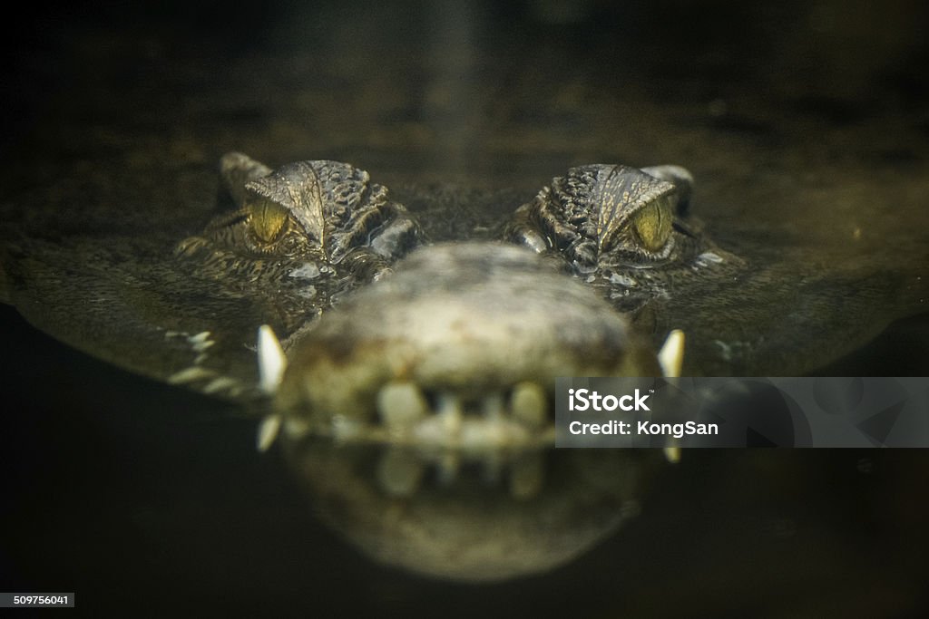 Yeux de Crocodile - Photo de Crocodile libre de droits