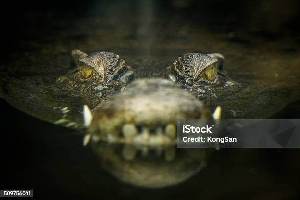 Photo libre de droit de Yeux De Crocodile banque d'images et plus d'images libres de droit de Crocodile - Crocodile, Plan rapproché, Faune sauvage