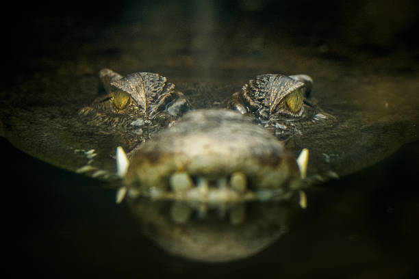 Eyes of the Crocodile The saltwater crocodile (Crocodylus porosus), also known as saltie, estuarine or Indo-Pacific crocodile, is the largest of all living reptiles, as well as the largest terrestrial and riparian predator in the world. crocodile stock pictures, royalty-free photos & images
