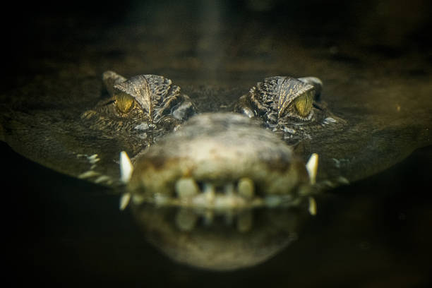 olhos de crocodilo - crocodilo - fotografias e filmes do acervo