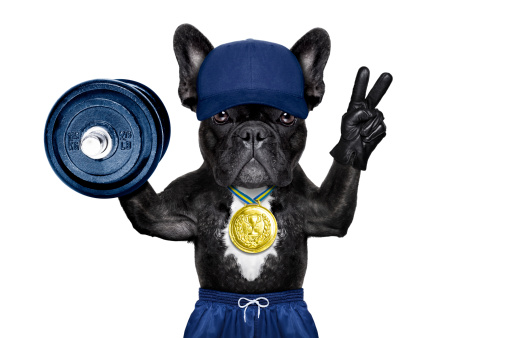 dog as  gym trainer with gold medal making peace and winner signs with fingers weraing gloves , lifitng a heavy dumbbell