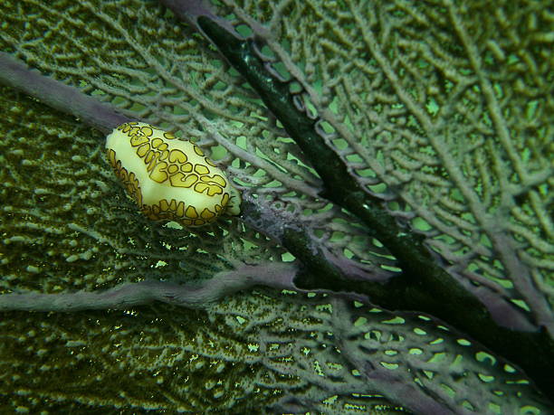 istock Flamingo Tongue Snails on Seafan Close-ip 509756333
