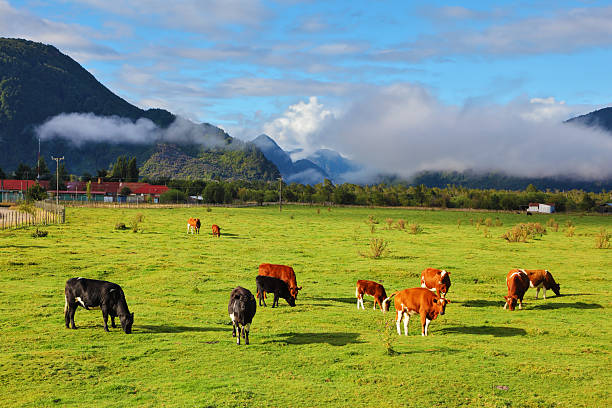 istock Orange and black cow grazing 509756343