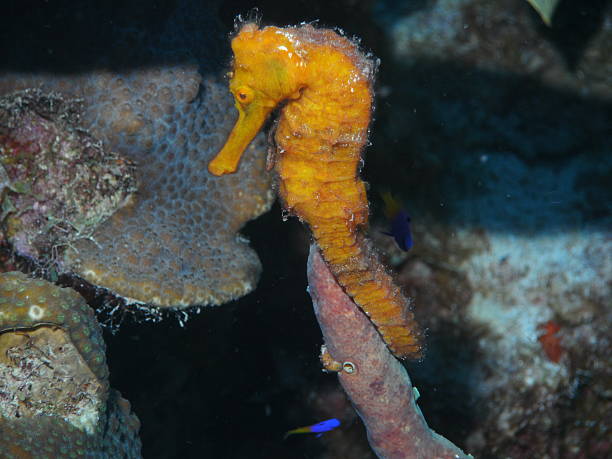 istock Orange Lined Seahorse on Pink Sponge in Bonaire 509756855