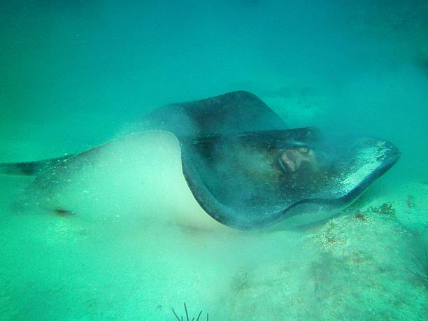 istock Southern Stingray Digging for Food on Sandy Ocean Floor 509757451