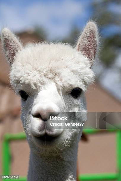 White Alpaca Portrait Stock Photo - Download Image Now - Alpaca, Animal, Close-up