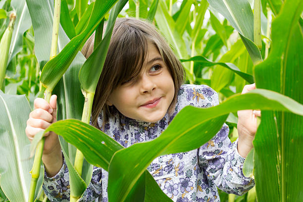 istock Peering out of the cornfield 509757873