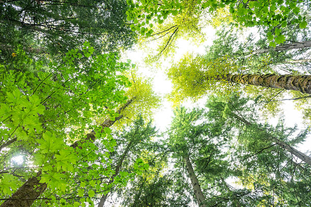 istock Variety Of Trees In The Forest 509757923