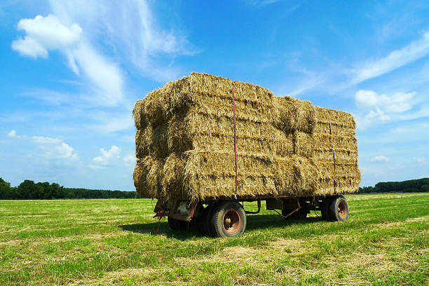 Bales of hay on a trailer standing in a green field under a blue sky