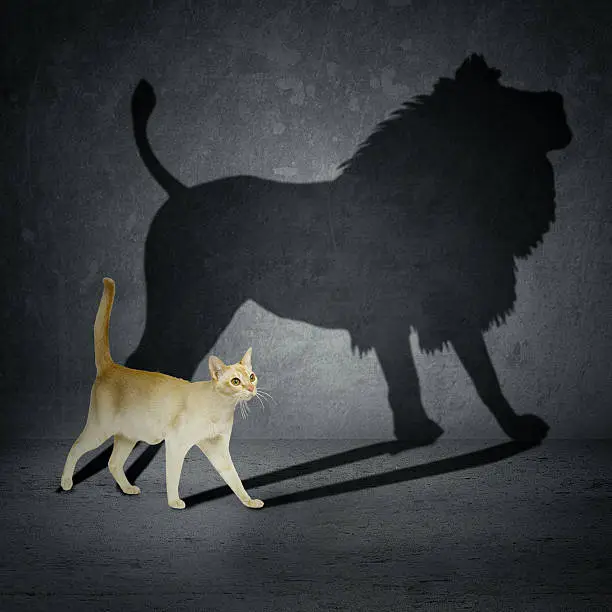 Cat with lion shadow on the wall