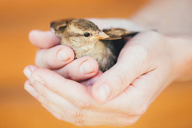 istock House Sparrow (Passer Domesticus) In Female Hands 509758407