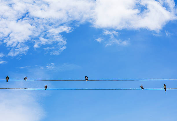 istock birds  sitting on a wire against blue sky background 509758901