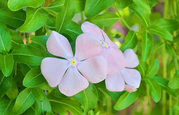 White  vinca flower Madagascar Periwinkle Blooms ammocallis rosea stock pictures, royalty-free photos & images