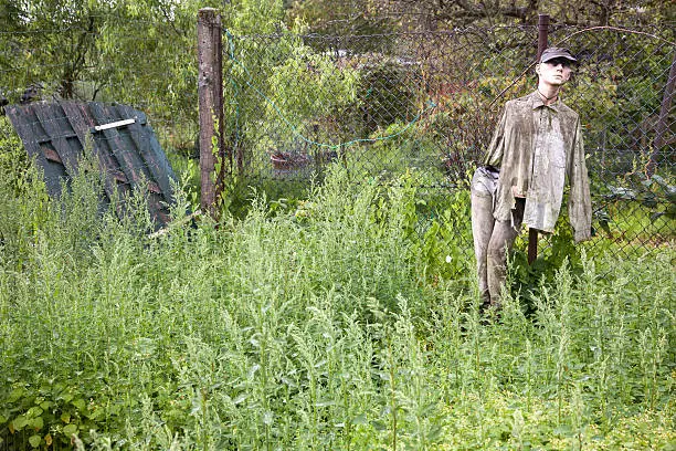 scarecrow fashion-doll in sunny summer garden