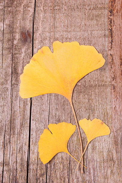 istock Ginkgo leaves over wooden surface 509759971