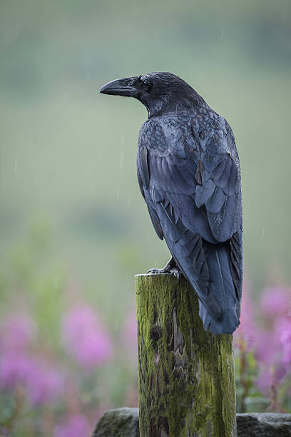 Raven – Foto