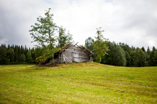 Really old wooden shed in Lapland, Sweden. Grass is growing on the roof. The shed is falling apart and slowly going back to nature.