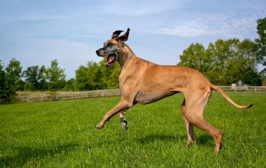 Great Dane on hind legs moving to left side of field in mid run