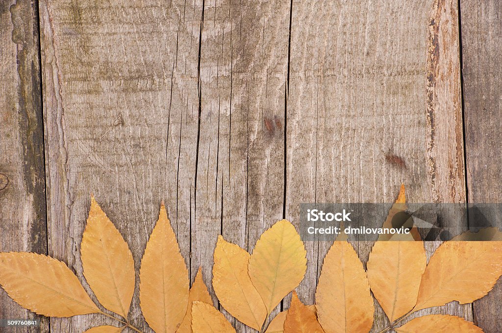 Autumn background of leaves over wooden surface Photo of autumn leaves over wooden surface as a background. Aging Process Stock Photo