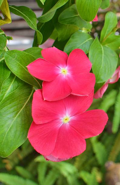 Pink  vinca flower Madagascar Periwinkle Blooms ammocallis rosea stock pictures, royalty-free photos & images