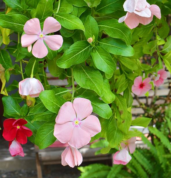 vinca flower Madagascar Periwinkle Blooms ammocallis rosea stock pictures, royalty-free photos & images