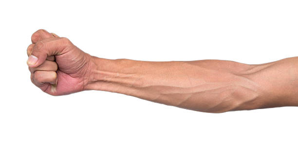 istock Veins and tendons in the arm 509780293