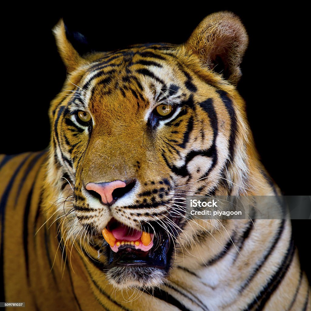 tiger Aggression Stock Photo