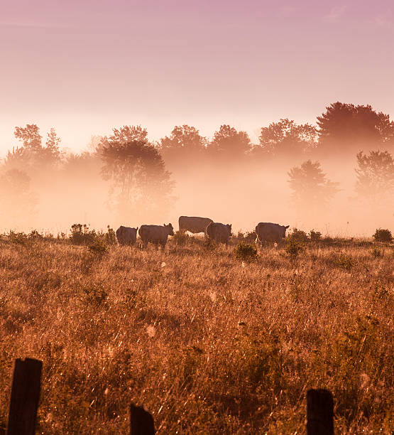 istock the cows in the field 509781317