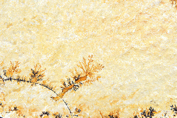 istock Manganese dendrites on limestone Solnhofen 509781891