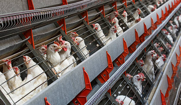 poultry farm poltry hen farm battery hen stock pictures, royalty-free photos & images