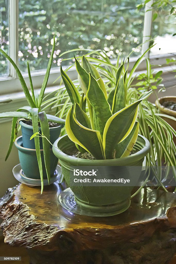 House Plants Growing Wild House plants grow wild inside a house on a redwood table by a sunny window Spider Plant Stock Photo