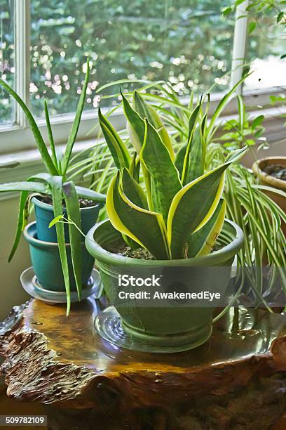 House Plants Growing Wild Stock Photo - Download Image Now - Spider Plant, Sanseveria Trifasciata, Indoors