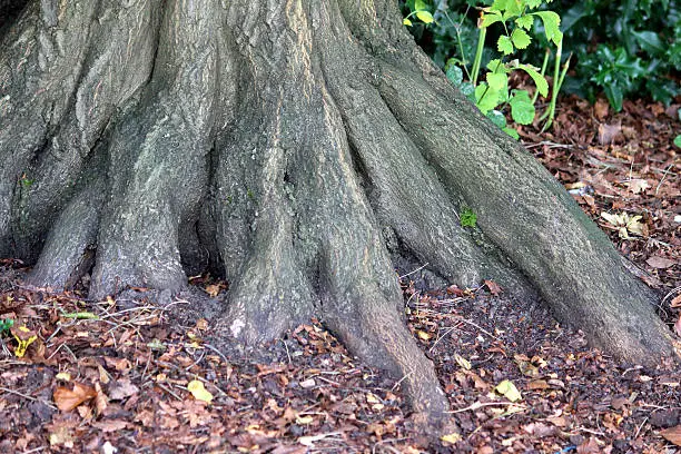 Photo of Image of common hornbeam tree roots / buttress, carpinus betulus, woodland
