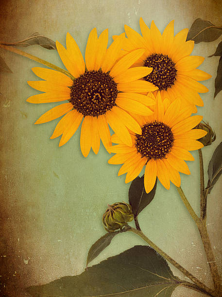 istock Wild sunflower blossoms on vintage texture 509783851