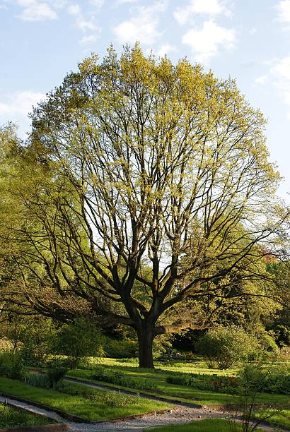 sessile oak tree in park at spring stock photo