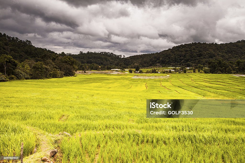 rice fields on terraced-green terraced rice fields. Agriculture Stock Photo