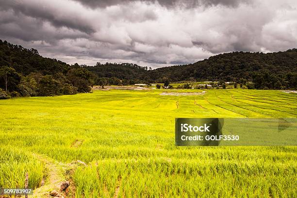 Rice Fields On Terracedgreen Terraced Rice Fields Stock Photo - Download Image Now