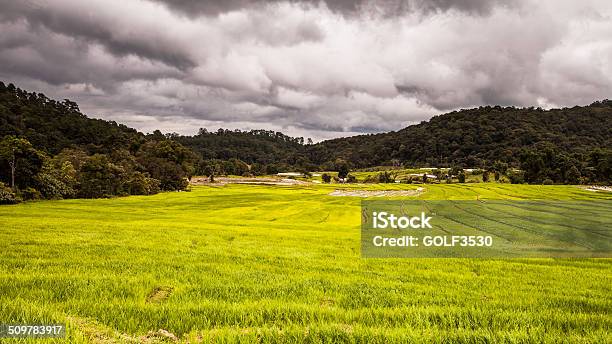 Rice Fields On Terracedgreen Terraced Rice Fields Stock Photo ...