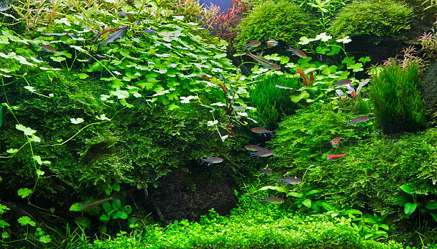 istock Aquatic plants in tropical 509784305