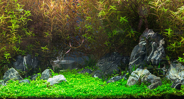 водных растений в тропических - hobbies freshwater fish underwater panoramic стоковые фото и изображения